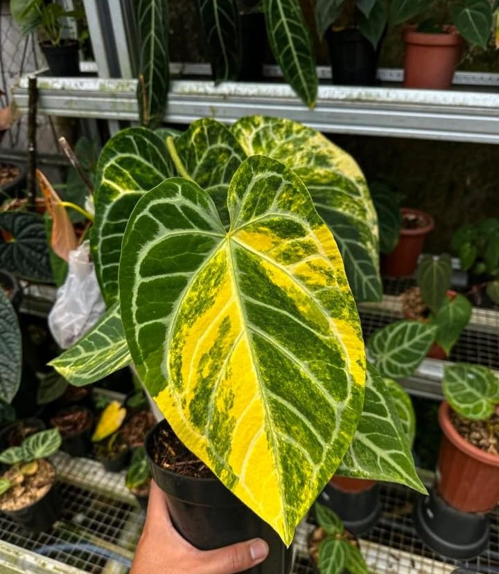 Anthurium aos varigata